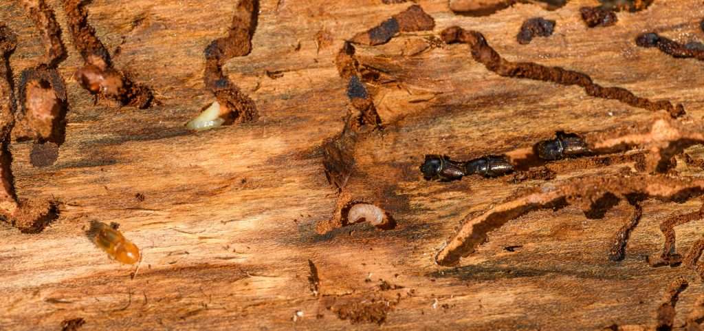Comment se débarrasser des termites dans la maison